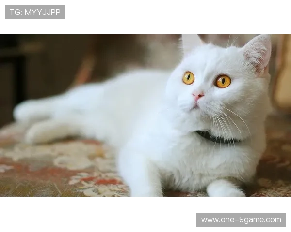 萌态十足的足球明星逗比瞬间壁纸，带你领略可爱与幽默的完美结合