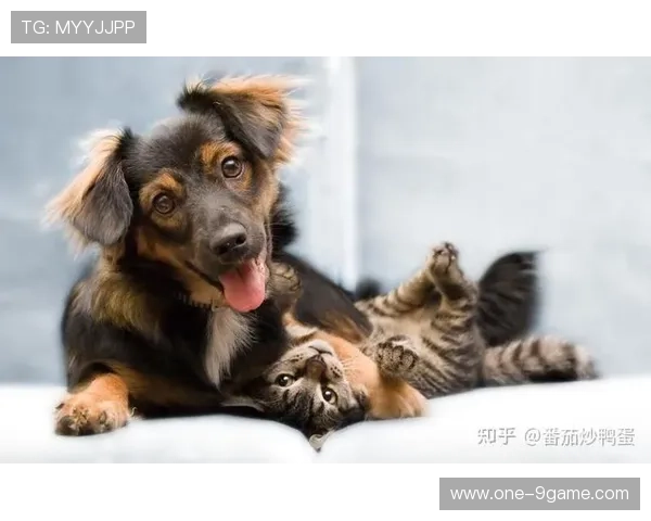 足球巨星们的宠物们究竟是谁揭秘他们生活中的小伙伴和忠实陪伴